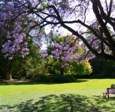 121212 jacaranda  princes lawn  large-2