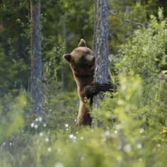 Swedes love nature