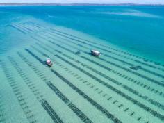 coffin bay oysters