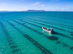 coffin bay oysters