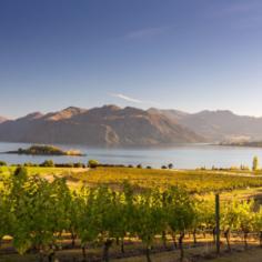 Rippon Vineyard