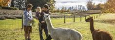 Alpaca in Wanaka