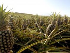 Pineapple Field