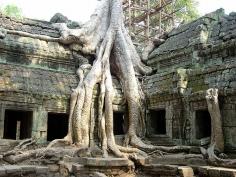 Ta Prohm, Angkor, Cambodia