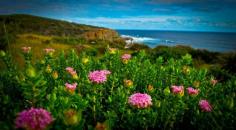 Wildflowers Margaret River | Wildflowers Busselton, Dunsborough, Yallingup, Augusta