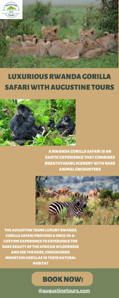 Augustine Tours is an international travel company that specialises in luxury Rwanda gorilla safaris. We offer a variety of experiences, from gorilla tracking to night drives. With a 5-star rating on TripAdvisor and an average of 100% customer satisfaction, Augustine Tours is the best choice for a safe and exciting adventure.