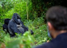 Gorilla trekking in Rwanda or Mountain Gorilla Rwanda Tours are the main wildlife activities. Our safaris include visits to the famous Volcanoes National Park, Nyungwe Forest National Park, and Akagera National Park. Our team of experienced local guides will take you on an incredible journey through the lush green hills, volcanoes, and wildlife of Rwanda. We also offer custom-tailored safaris, based on your personal interests and budget. 
