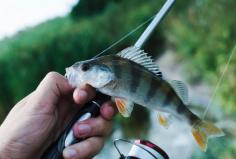 Choosing the right lures for striped bass can be a bit of a challenge, but here are some tips to help you make the best choice:

1. Consider the time of year: The time of year can play a big role in what types of lures will be most effective. In the spring and fall, for example, when striped bass are moving to or from their spawning grounds, stick to smaller lures like jigs, swimbaits, or soft plastic baits. During the summer months when striped bass are feeding aggressively, larger topwater lures, crankbaits, and spoons may work well.

2. Think about the water depth: The depth of the water you're fishing in will also impact your lure selection. In shallow water, try topwater lures like poppers or surface plugs. In deeper water, use heavier jigs or swimbaits to get the lure down to the depth where the fish are feeding.

3. Match the hatch: Look for lures that mimic the natural prey of striped bass in your area. If the fish are feeding on small baitfish, choose lures that look and swim like them. If they're feeding on crabs, try a crab imitation lure.

4. Consider the water clarity: Water clarity can also influence your lure selection. In murky water, brightly colored lures may work better. In clear water, more natural-looking lures may be more effective.

5. Experiment with different types of lures: Finally, don't be afraid to try different types of lures to see what works best. Every angler has their favorite lure, but it's important to keep an open mind and be willing to try new things.

By considering these factors, you'll be able to choose the best lures for striped bass and increase your chances of a successful day on the water.
