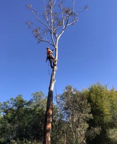 Dynamic Tree Solutions stands as the epitome of top-tier tree services, boasting a team of highly skilled arborists specializing in the art of tree lopping. Our clientele spans across residential, commercial, and civil sectors, showcasing our versatility and proficiency in catering to diverse needs. Regardless of the magnitude of the task at hand, we consistently uphold standards of expertise and professionalism that set us apart.