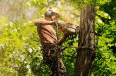 This is one aspect of our business that sets us apart from a standard tree removalist—we’re educated and trained in all facets of tree biology. Branch Out Tree Specialists have over 15 years of experience in arboriculture, and we’re strongly passionate about the restoration and conservation of trees across all Sydney regions.