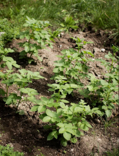 Kartuli Seeme, or seed potatoes, are essential for cultivating healthy, high-yield potato crops. Carefully selected for their quality and resilience, Kartuli Seeme ensures strong plant growth and a bountiful harvest. These seed potatoes thrive in a variety of climates and soil types, making them ideal for both home gardeners and professional farmers. Their adaptability means they perform well in diverse growing conditions, consistently delivering reliable results.

