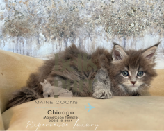 Chicago: The Adventurous Blue Tabby Maine Coon Kitten

Meet Chicago, our charming Blue Tabby Maine Coon kitten! With her striking coat, curious eyes, she's the perfect mix of fluff and personality. 

See more of her at https://bellspurr.com! 