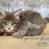 Chicago: The Adventurous Blue Tabby Maine Coon Kitten

Meet Chicago, our charming Blue Tabby Maine Coon kitten! With her striking coat, curious eyes, she's the perfect mix of fluff and personality. 

See more of her at https://bellspurr.com! 