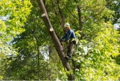 When you employ Branch Out Tree Specialists to assist with tree removal North Shore, we prioritize our care for tree health and value their vitality as a resource. In some instances, tree removal can also be a pathway to new growth. We undergo the highest safety measures and routines to guarantee that the process is done within industry guidelines while also taking care of the Sydney Council applications. Whether you’re looking to remove an old rotten tree or your backyard has become overtaken by wild and overgrown branches, Branch Out Tree Specialists will be there to help! We strive to make your home as safe as possible while enhancing your curb appeal. Not only is our service prompt, ethical and measured, but our tools are also up to date and industry approved. Trust Branch Out Tree Specialists to assist with tree removal North Shore & experience the difference with us! 