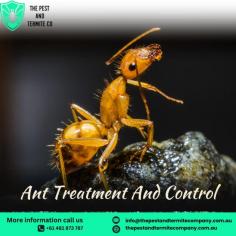 Struggling with ant infestations? The Pest and Termite Co. offers expert ant treatment and control services across Australia. Our proven solutions effectively eliminate ants from homes and businesses, preventing future invasions. Using safe and eco-friendly methods, we target ant colonies at the source, ensuring long-lasting protection. Whether it's black ants, carpenter ants, or any other species, our team is equipped to handle them all. Trust us for reliable, fast, and professional pest control services.